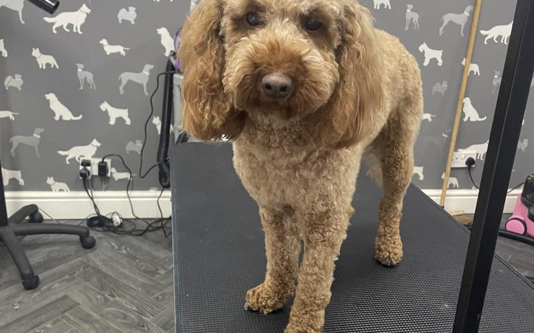 Mobile Groomer Scorton