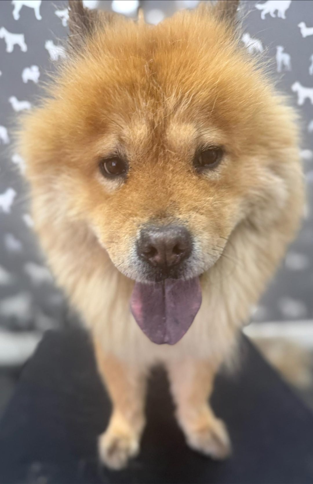 Dog Grooming Garstang