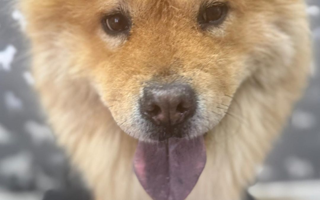 Dog Grooming Services Garstang