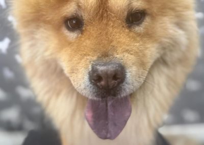 Dog Grooming Services Garstang