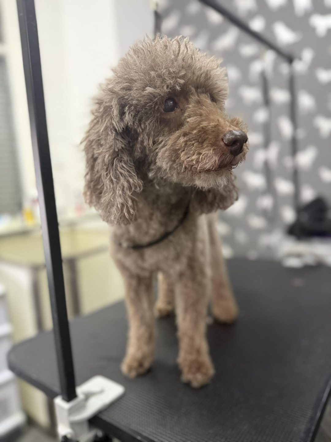 Dog Grooming Services Blackpool