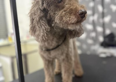 Dog Grooming Services Blackpool