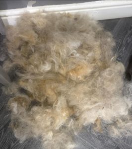 Dog Grooming Services Garstang 