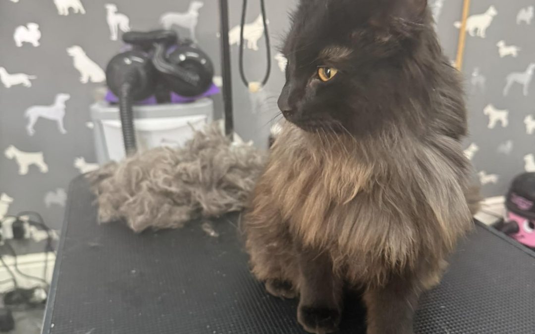 Cat Groomers Morecambe