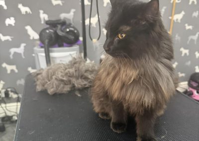 Cat Groomers Morecambe