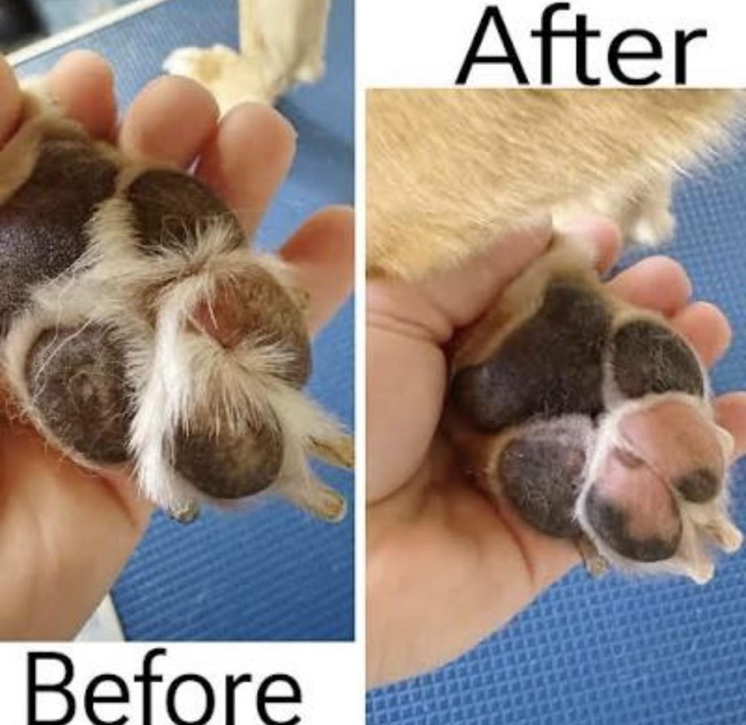 Dog Grooming Services Longridge