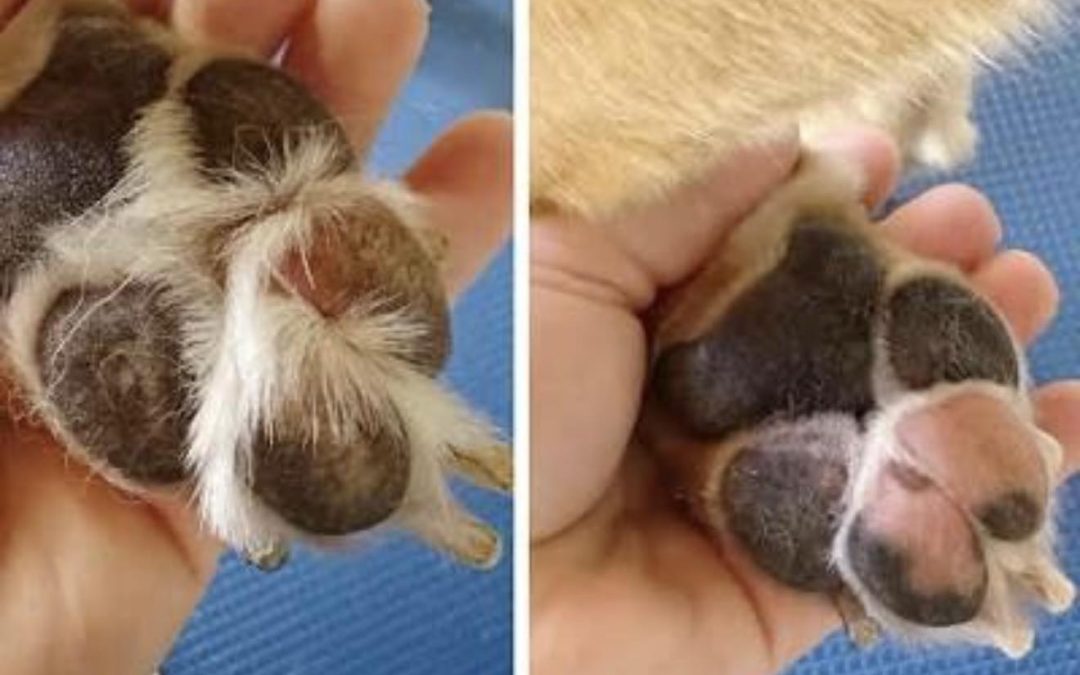 Dog Grooming Services Longridge