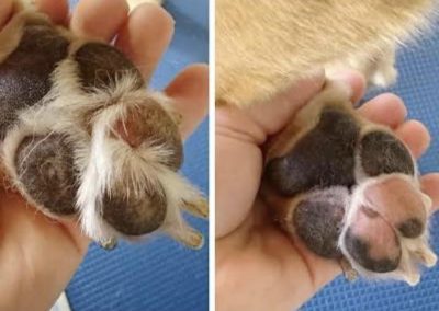 Dog Grooming Services Longridge