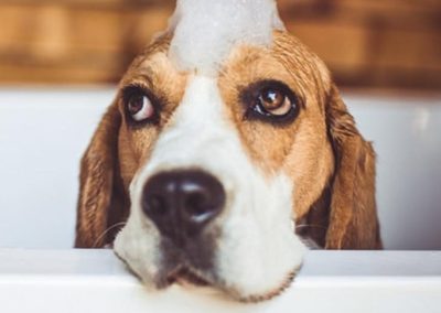 Dog Grooming Services Kirkham