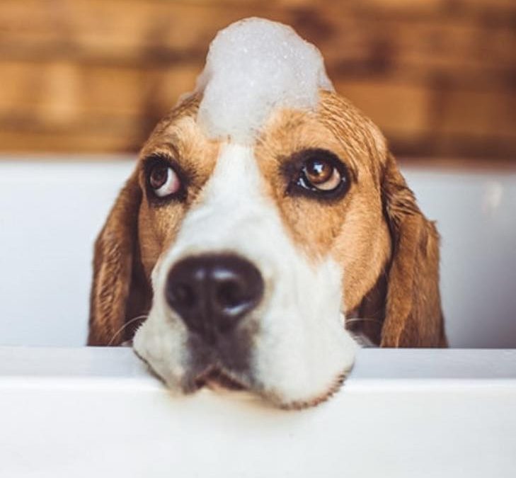 Dog Grooming Services Kirkham