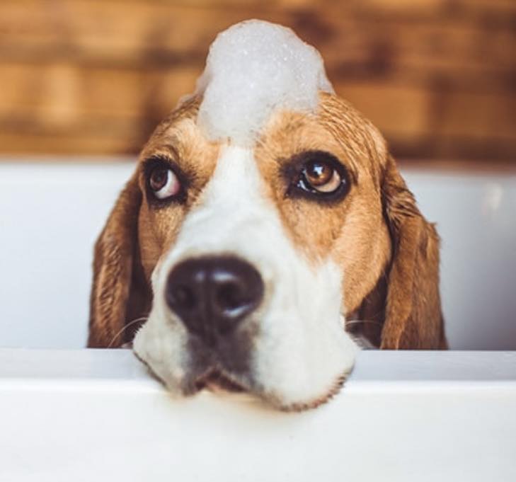 Dog Grooming Services Kirkham