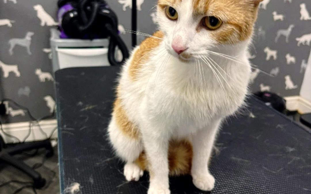 Cat Groomers Lytham