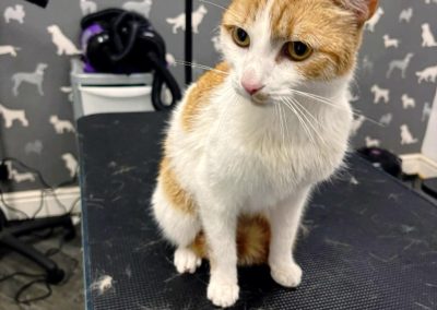 Cat Groomers Lytham