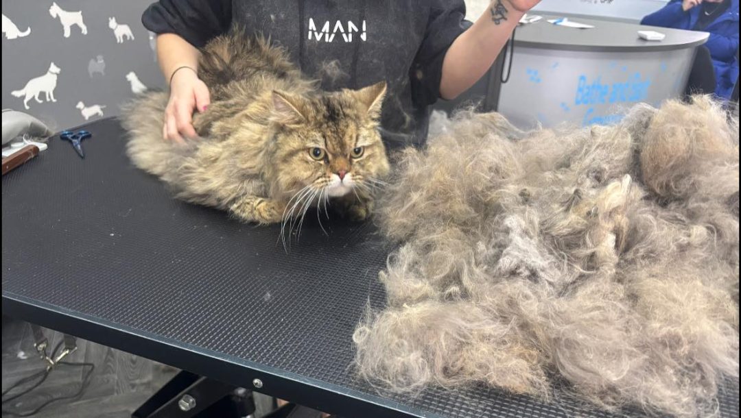 Cat Groomers Ashton on Ribble