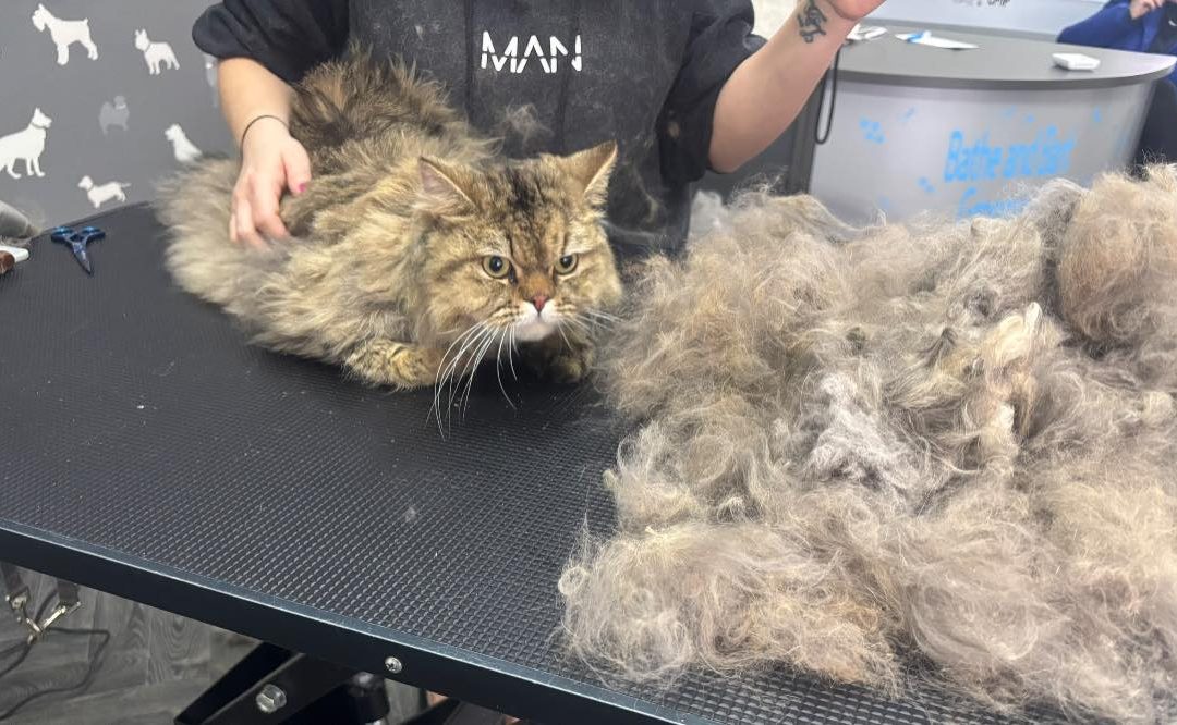 Cat Groomers Ashton on Ribble