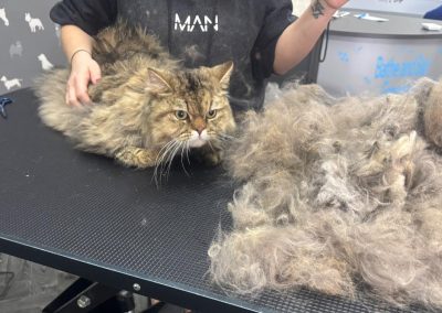 Cat Groomers Ashton on Ribble