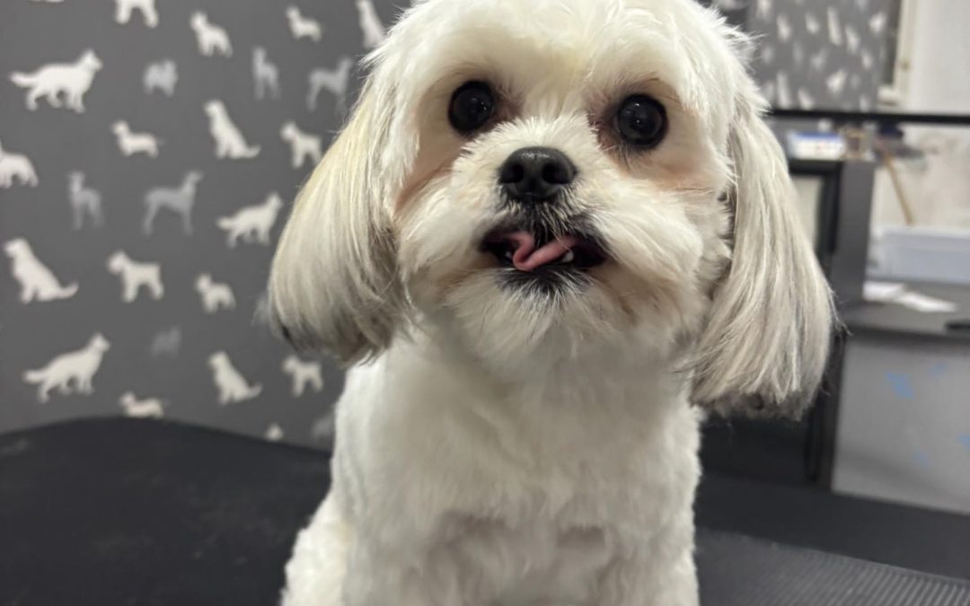 Dog Grooming Services Catterall