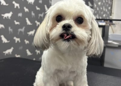 Dog Grooming Services Catterall