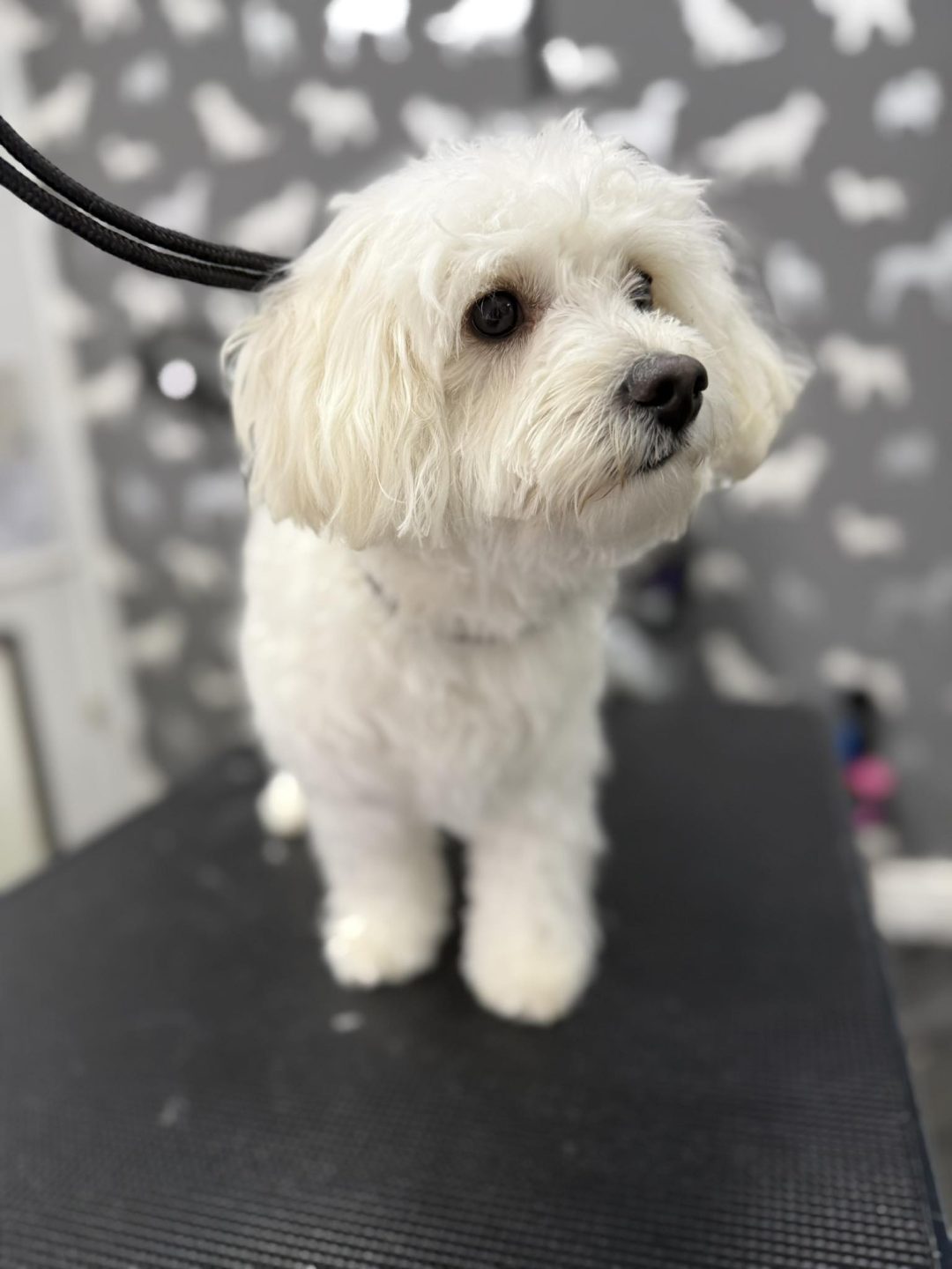 Dog Grooming Services Penwortham