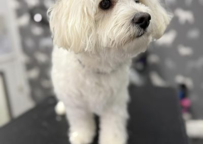 Dog Grooming Services Penwortham