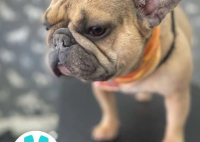 Dog Grooming Services Lytham