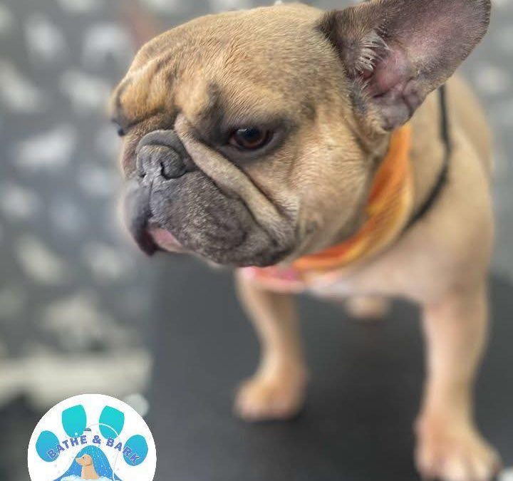 Dog Grooming Services Lytham