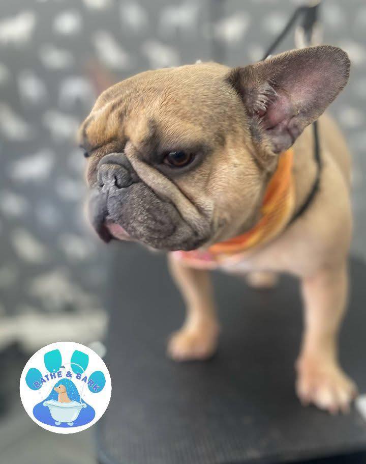 Dog Grooming Services Lytham