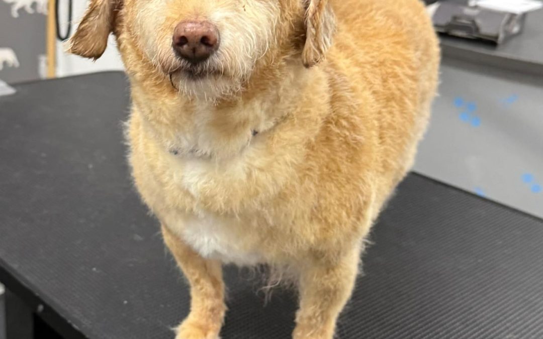 Dog Grooming Services Freckleton