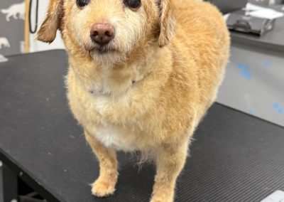 Dog Grooming Services Freckleton