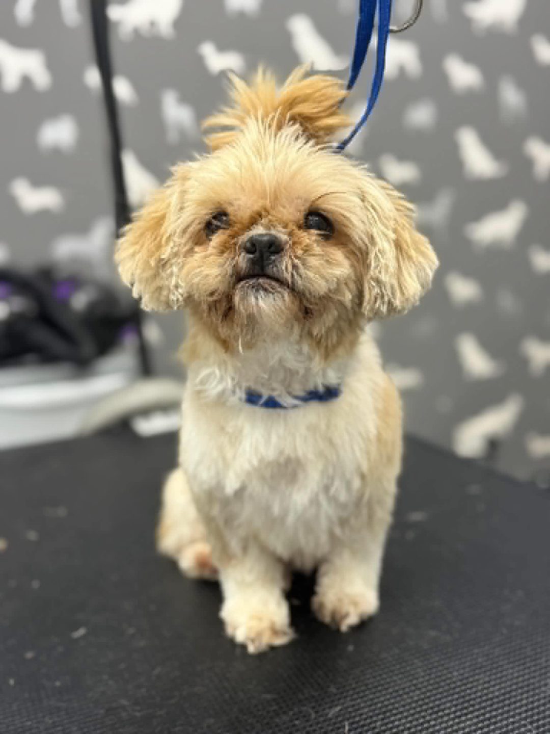 Dog Grooming Services Poulton