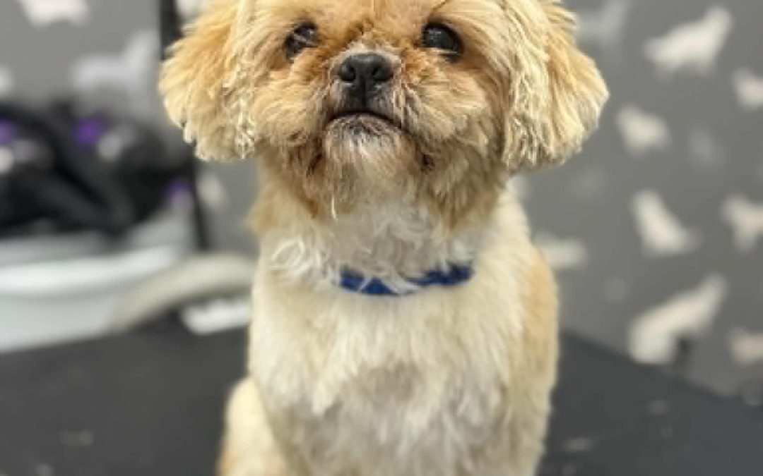 Dog Grooming Services Poulton