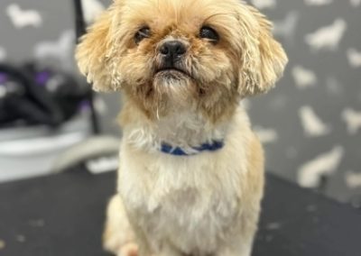 Dog Grooming Services Poulton