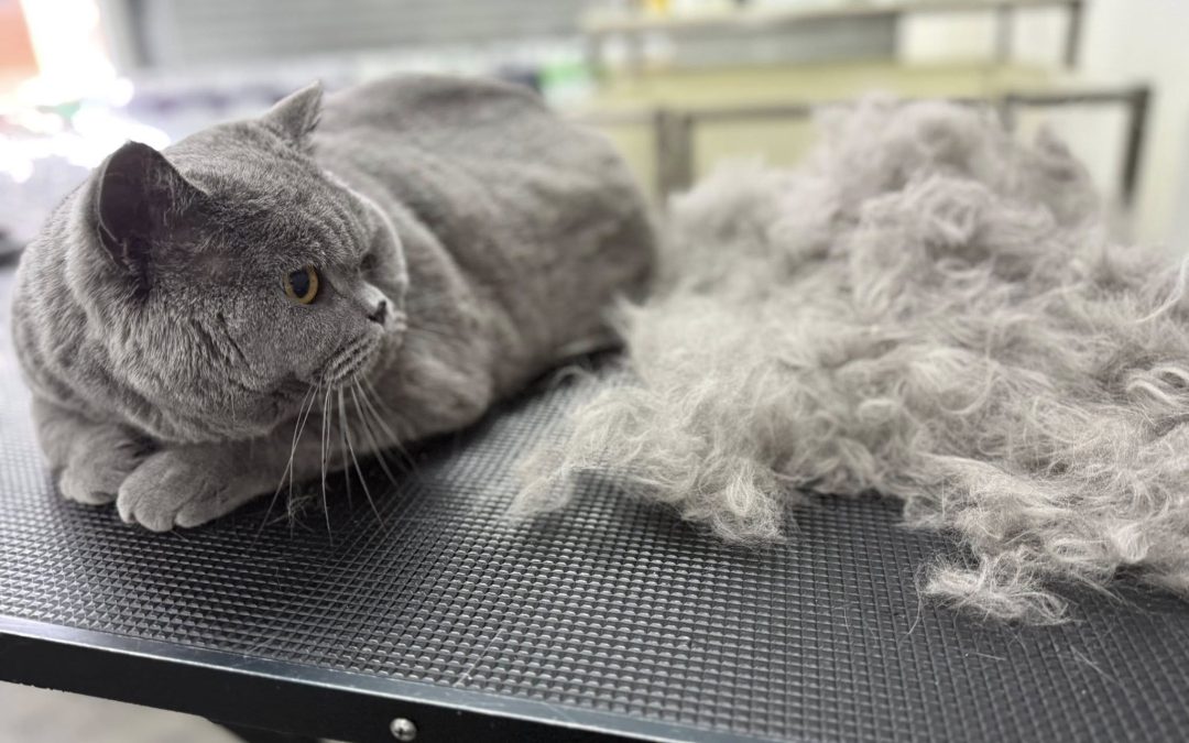 Cat Groomers Deepdale