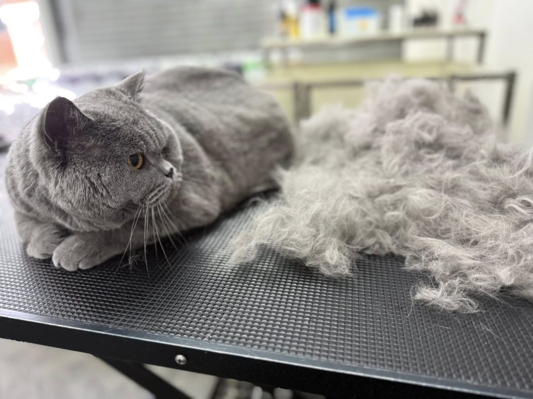 Cat Groomers Deepdale