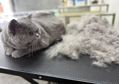 Cat Groomers Deepdale