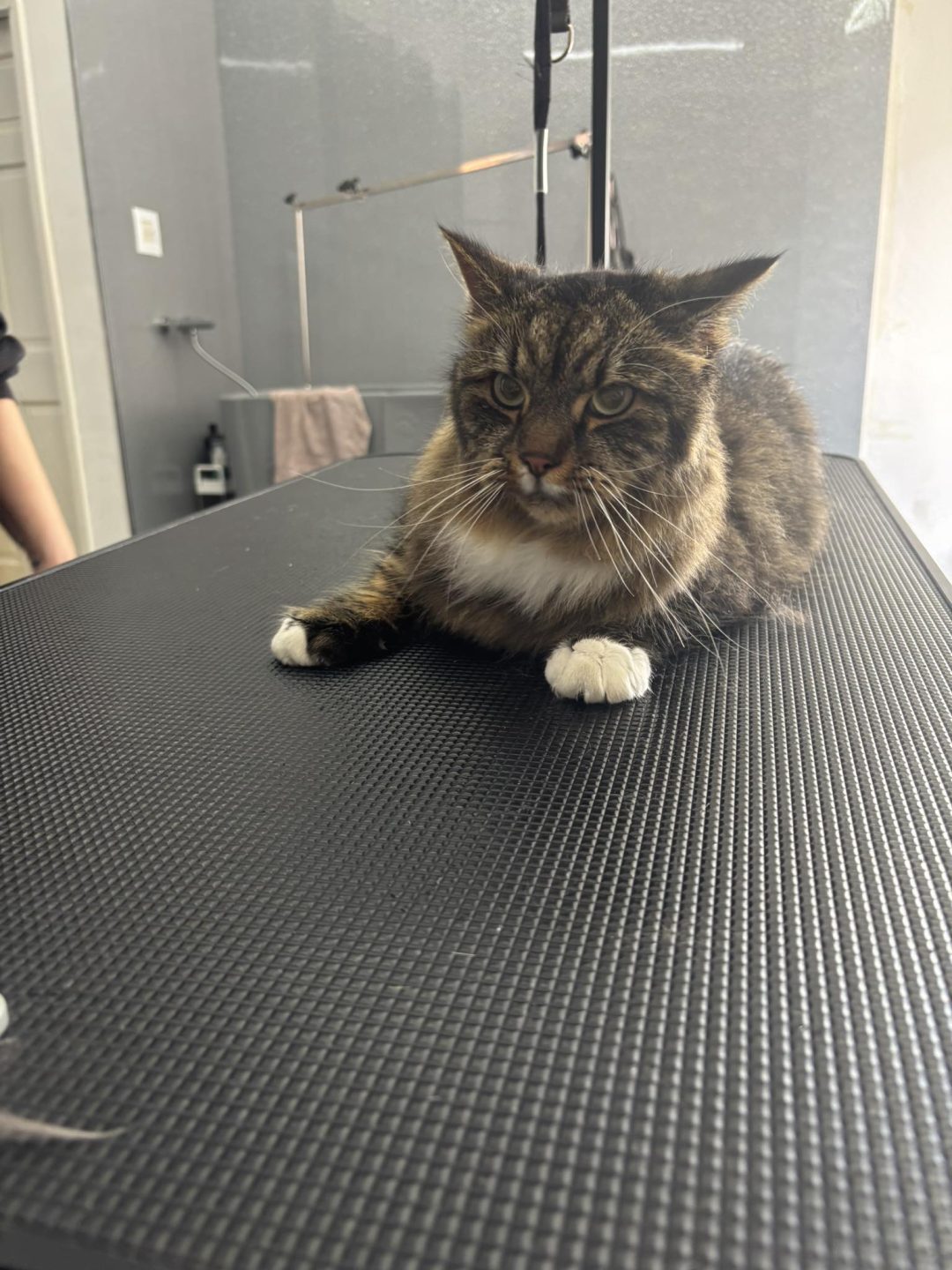 Cat Groomers Cadley
