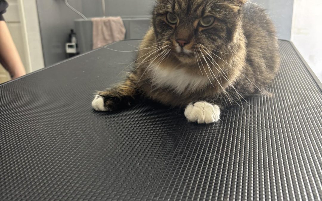 Cat Groomers Cadley