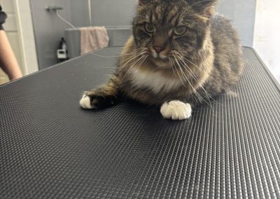 Cat Groomers Cadley