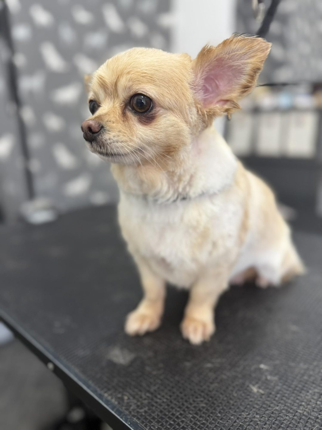 Dog Groomers Knott End