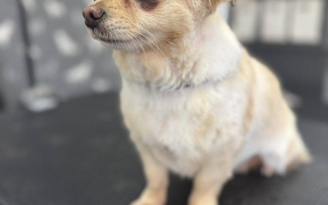 Dog Groomers Knott End