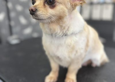 Dog Groomers Knott End