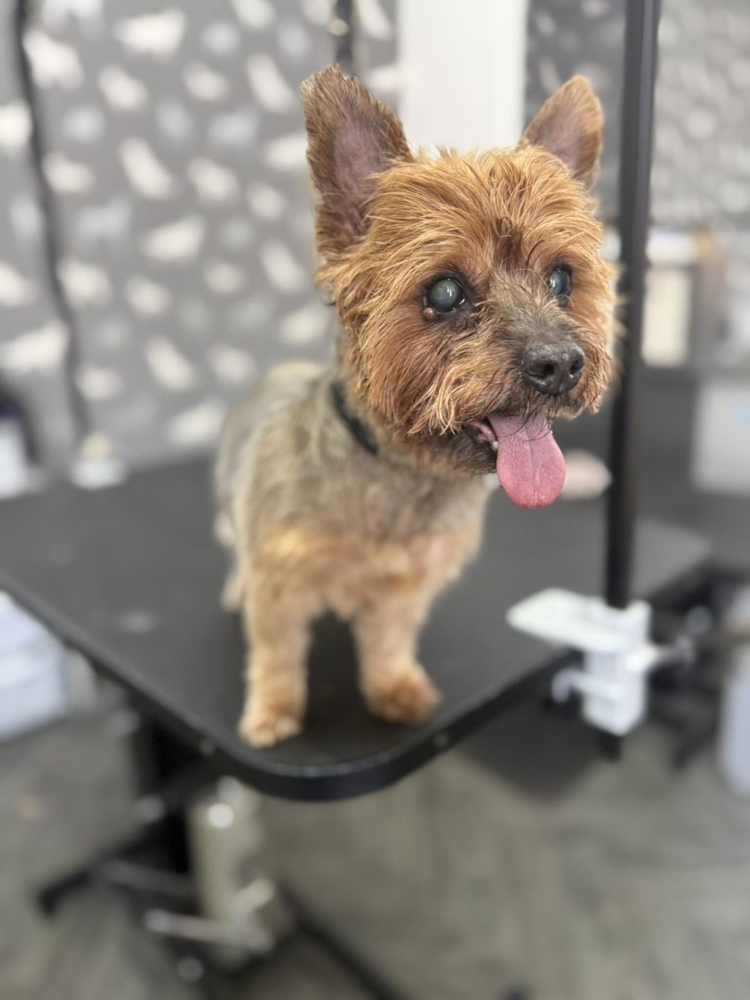 Mobile Groomer Knott End