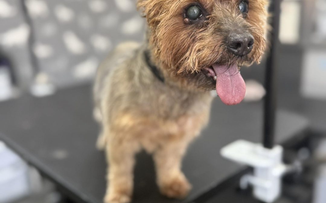 Mobile Groomer Knott End