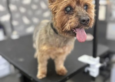 Mobile Groomer Knott End