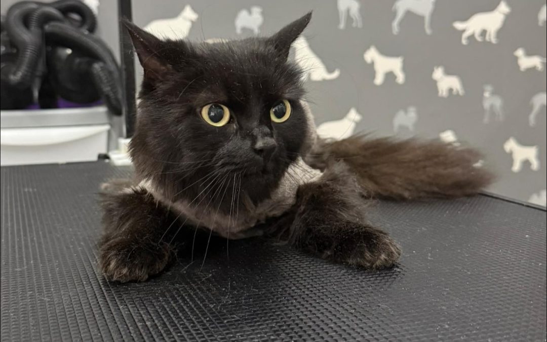 Cat Grooming Services Darwen