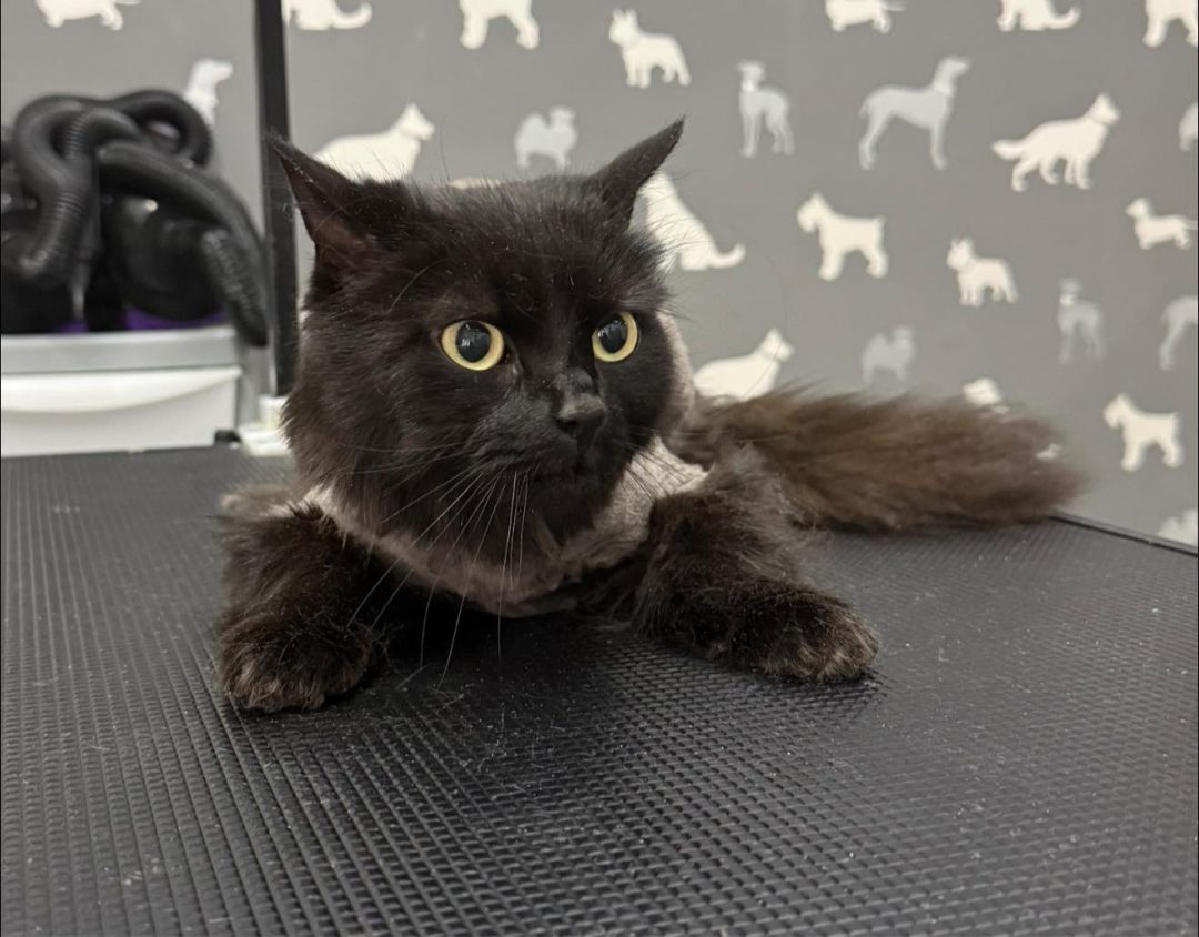 Dog Grooming Services Darwen
