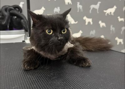 Cat Grooming Services Darwen