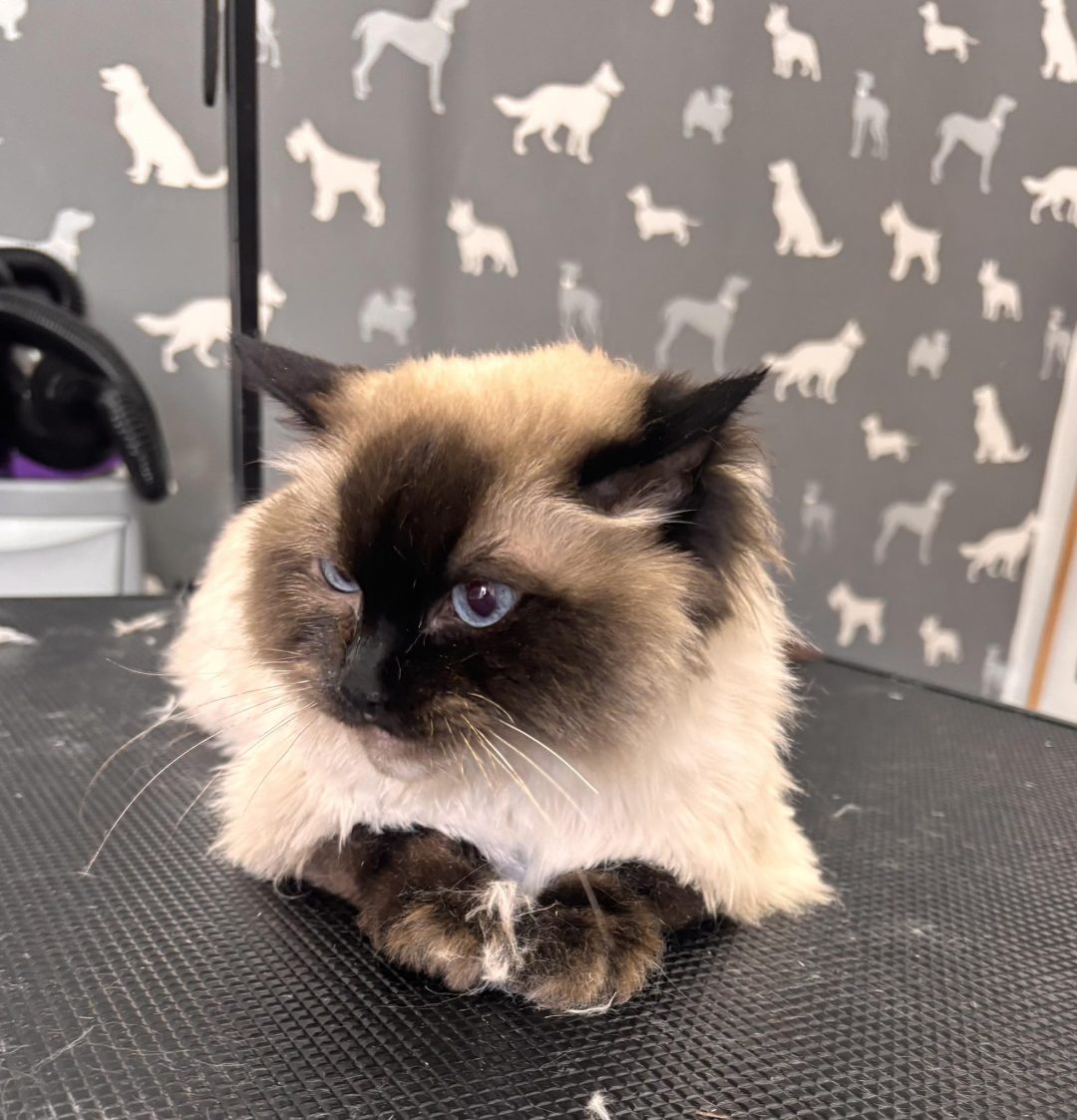 Cat Groomers Poulton