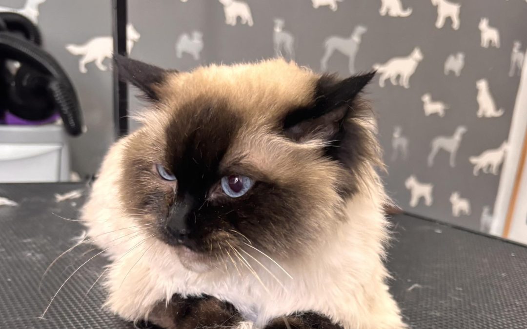 Cat Groomers Poulton