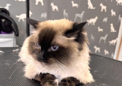 Cat Groomers Poulton